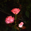 Solar Garden Lights with Rose Flowers GT