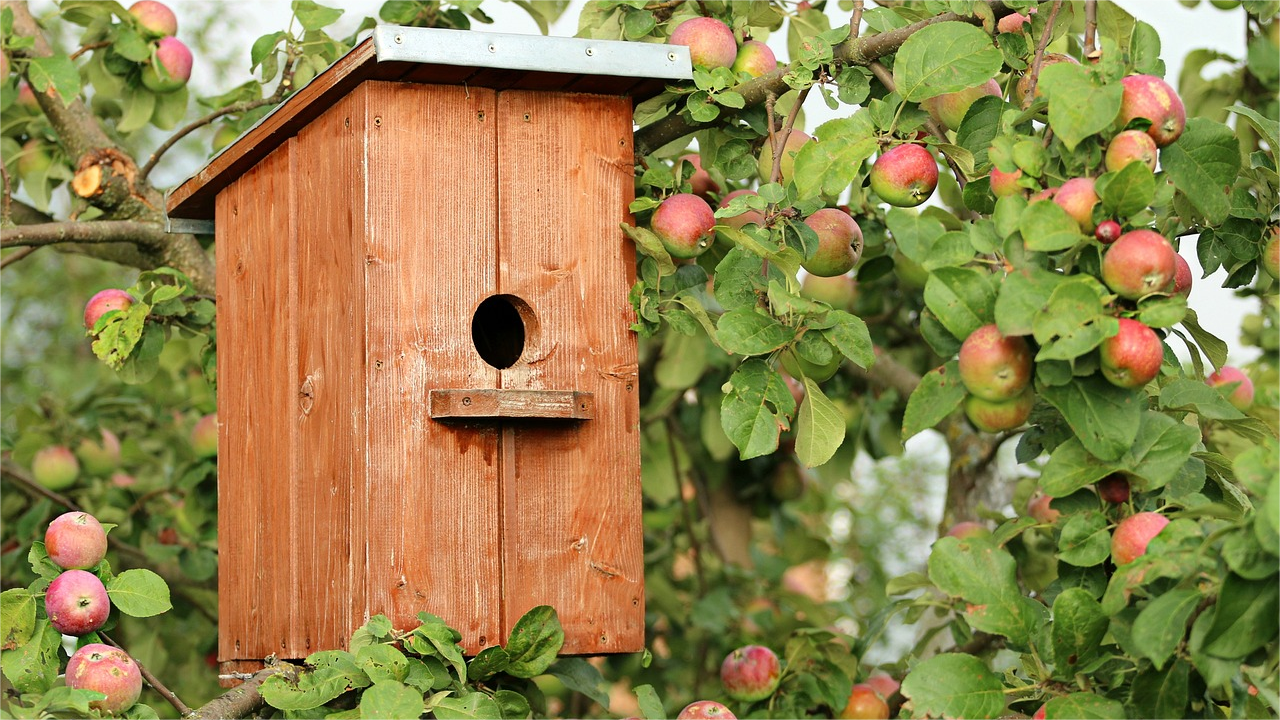birdhouse-1537806_1280(1)