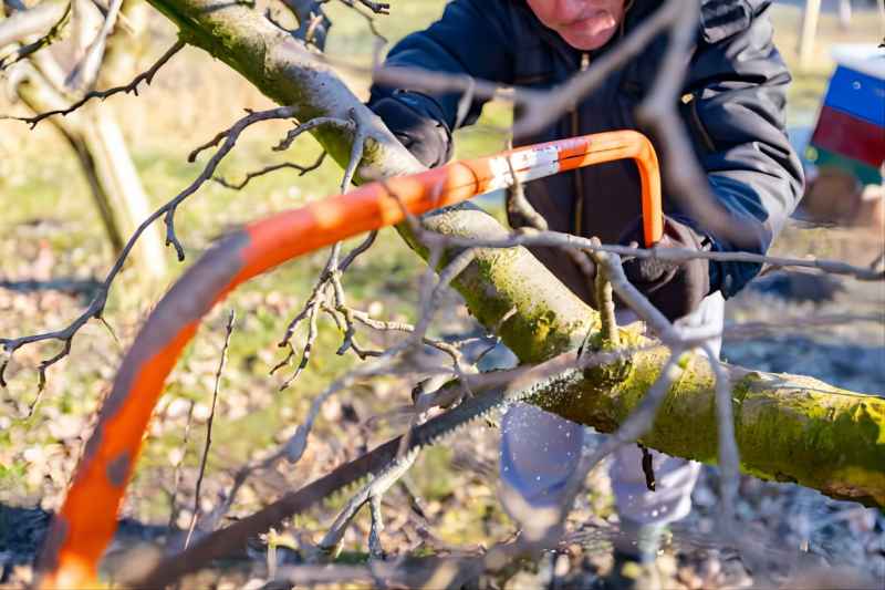 Gardener is cutting branch, pruning fruit tree, with hand using bow saw