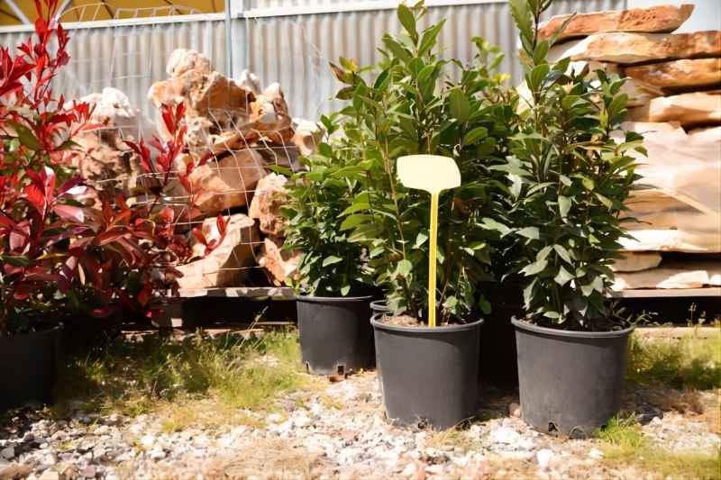 Many pots with bay laurel plants outdoors on sunny day Many pots with bay laurel plants outdoors on sunny day garden Sample production stock pictur(1)