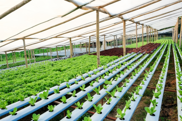 Hydroponic Systems from Hantechn (2)
