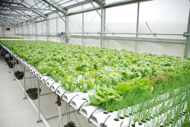 Hydroponic Systems from Hantechn (3)