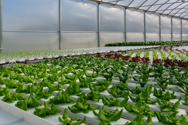Hydroponic Systems from Hantechn (1)