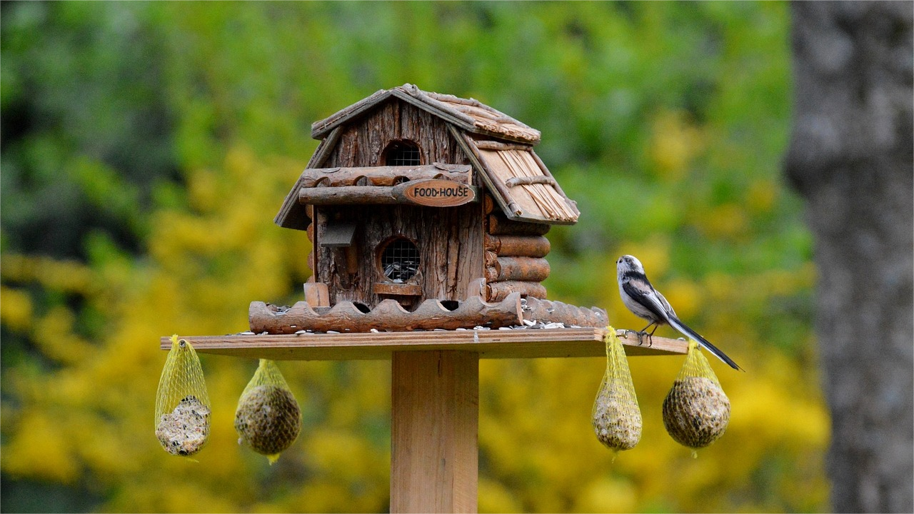 bird-740970_1280(1)