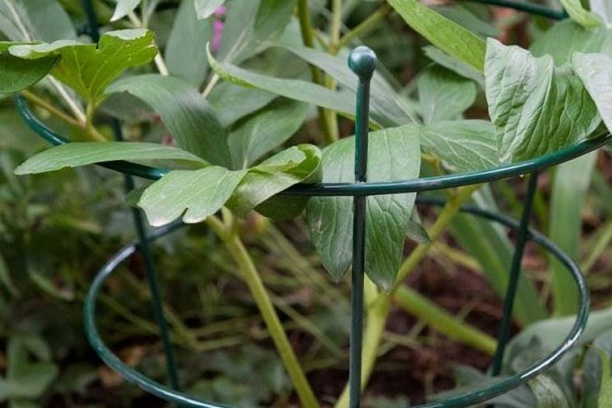 Plant Supports& cages4