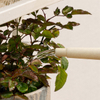 Plastic Detachable Sprinkler Head Tin Flower Bonsai Watering Can