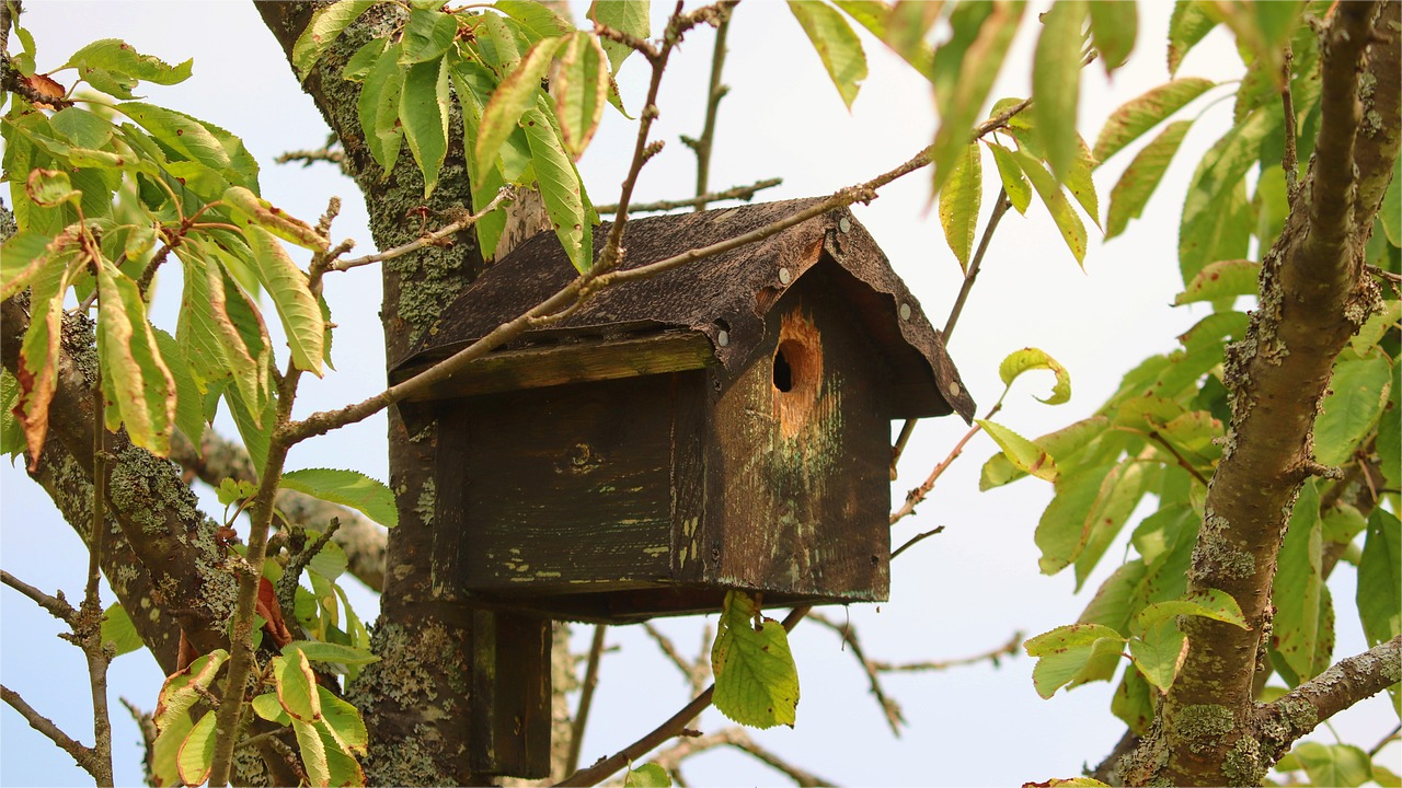 bird-feeder-5478147_1280(1)