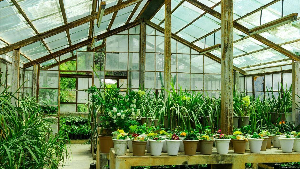 Greenhouse (6)