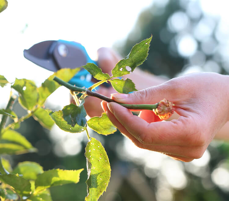 Your-Reliable-Pruning-Tools-Supplier (1)