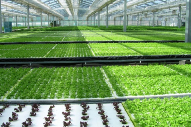 Hydroponic Systems from Hantechn (5)