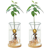 2 Pack Avocado Tree Growing Kits Growing Vase Wooden Base Avocado Seed Starter Vase Glass Plant Pot