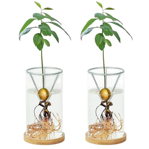 2 Pack Avocado Tree Growing Kits Growing Vase Wooden Base Avocado Seed Starter Vase Glass Plant Pot
