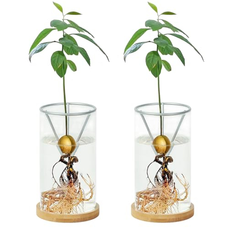 2 Pack Avocado Tree Growing Kits Growing Vase Wooden Base Avocado Seed Starter Vase Glass Plant Pot