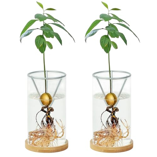 Jardinière Hydroponique 3 Trou - Pot Pour Bulbes (Jacinthes, Jonquilles) - Culture Intérieur Facile - Bureau, Appart, Rebord Fenêtre