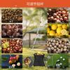 Acorn Picker Upper Pecan Picker Upper - Side Opening Dump Nut Gatherer Apply to Acorns Pecans Buckeyes Hickory Nuts
