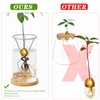 2 Pack Avocado Tree Growing Kits Growing Vase Wooden Base Avocado Seed Starter Vase Glass Plant Pot