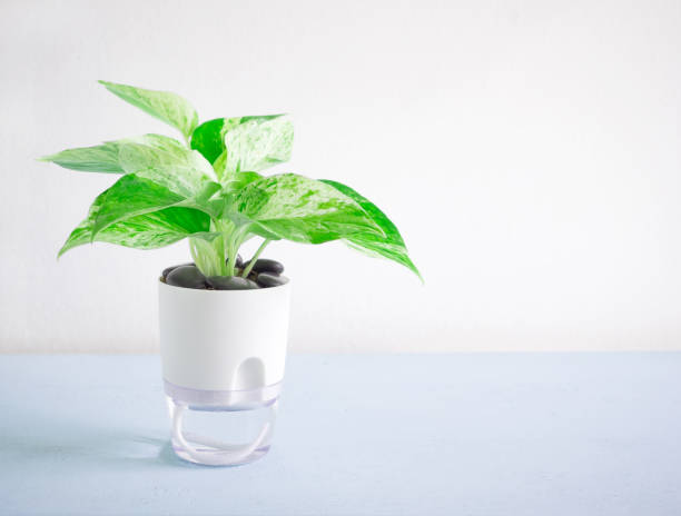 istockphoto-1491157883-612x612