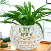 Bowl Glass Vase Clear Bubble Planter Terrarium Fish Bowl
