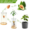 2 Pack Avocado Tree Growing Kits Growing Vase Wooden Base Avocado Seed Starter Vase Glass Plant Pot