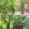 Tomato Cages Plant Cage Stakes GT25059