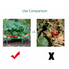Bracket Plastic Strawberry Climbing Tree Growing Plant Frame Support