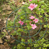 Round Metal Edge Unique Design Peony Flower Support Ring Stake Cage