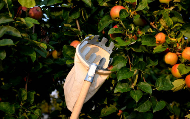 Long Handle Telescopic Fruit Picker