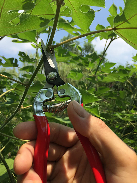 Small Pruning Shears GT2016