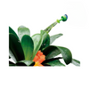 Watering Bottle Cover Sprinkler Head for Succulents