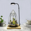 Tabletop Planter Natural Wood Board LED Succulents Grow Light Display Indoor Geometric Glass Terrarium Succulent Fern Bonsai
