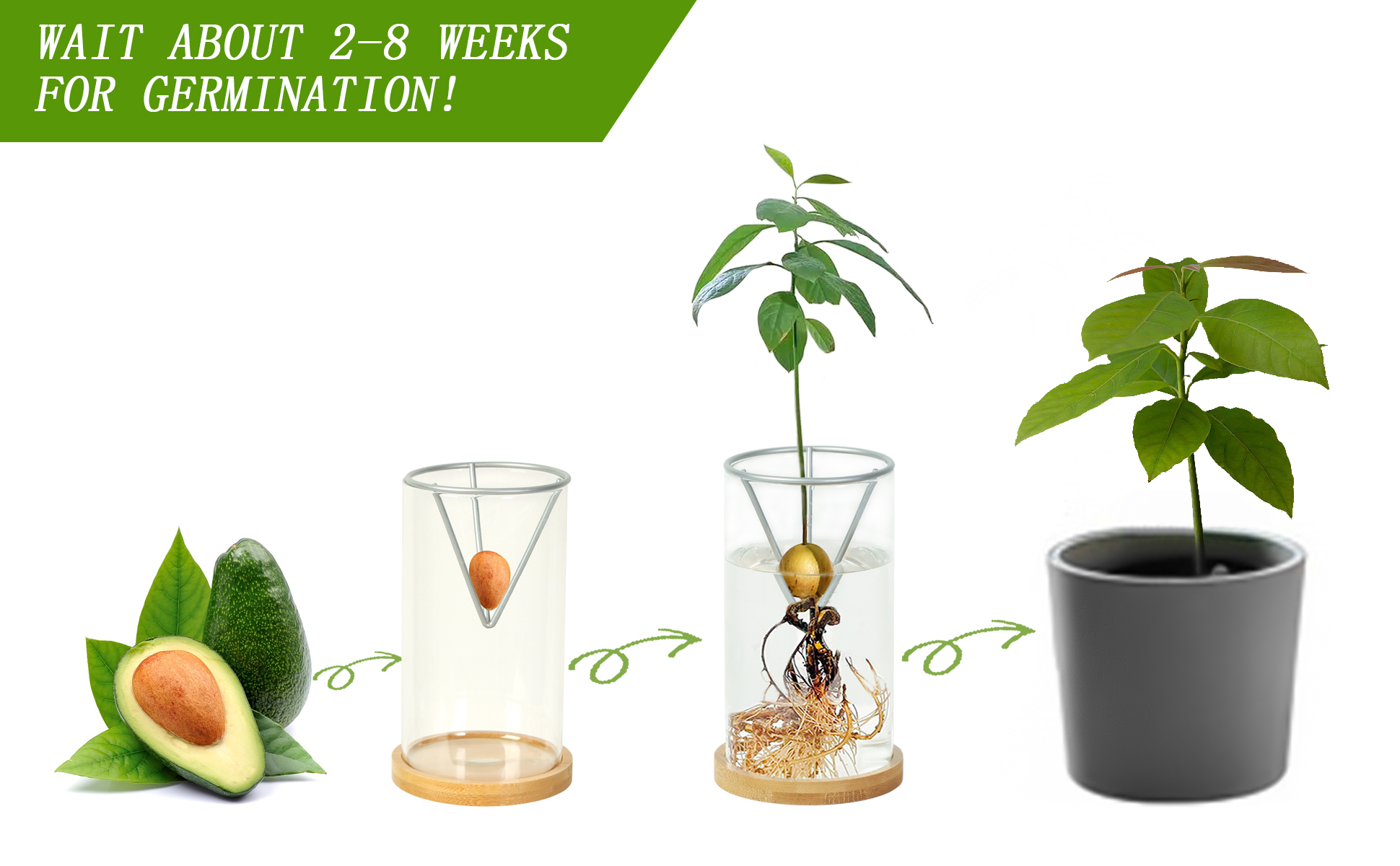 Tree Growing Kits (9)