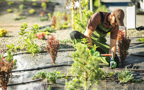 The Ultimate Guide to Drip Irrigation Systems