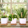 Indoor Complete Kitchen Windowsill Organic Herb Garden Gifts DIY Kit