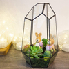 Tabletop Planter Natural Wood Board LED Succulents Grow Light Display Indoor Geometric Glass Terrarium Succulent Fern Bonsai