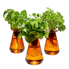 Vase Plant for Indoor Edible Garden Kit
