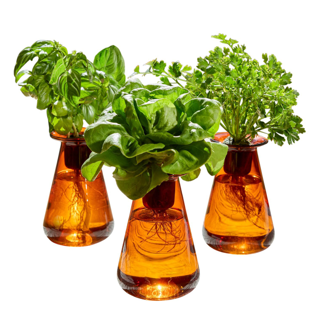 Vase Plant for Indoor Edible Garden Kit