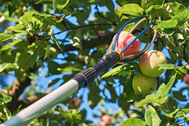 istockphoto-823984676-612x612