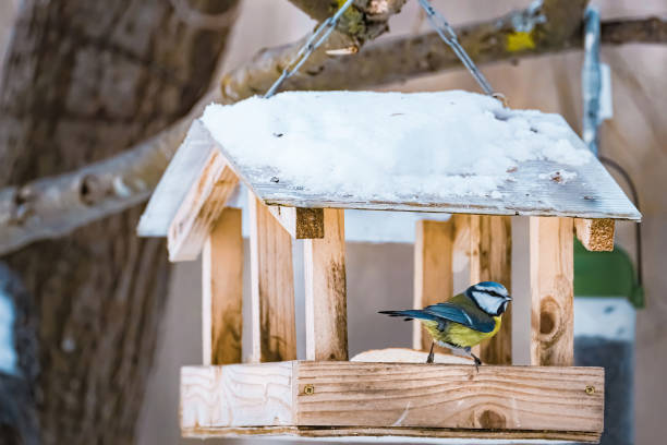 istockphoto-1440599547-612x612