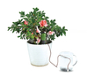 Automatic Ceramic Self Watering Spikes