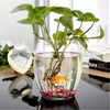Glass hydroponic plant pot