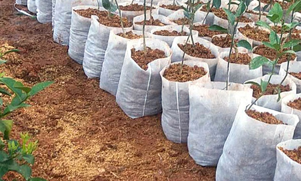Biodegradable grow bags