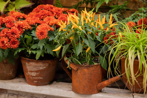 istockphoto-1397544880-612x612