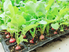 Garden Propagator Set GT23005