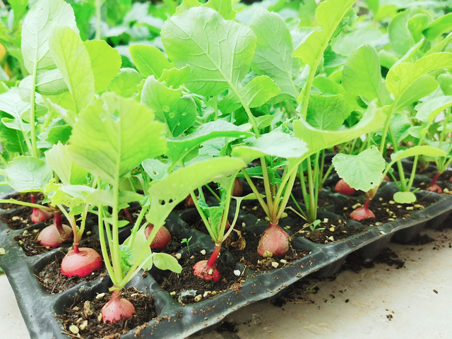 Garden Propagator Set GT23005