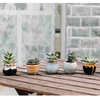 ceramic Succulent Planter Pot GT14044