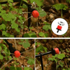 Cylindrical Emitter Drip Irrigation Pipe