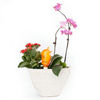 60ml Plastic Compact Bird Shape Bottle Drip Spike