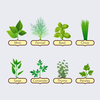 Complete Beginner Friendly 8 Herbs Seeds Grow Starter Gift Kit