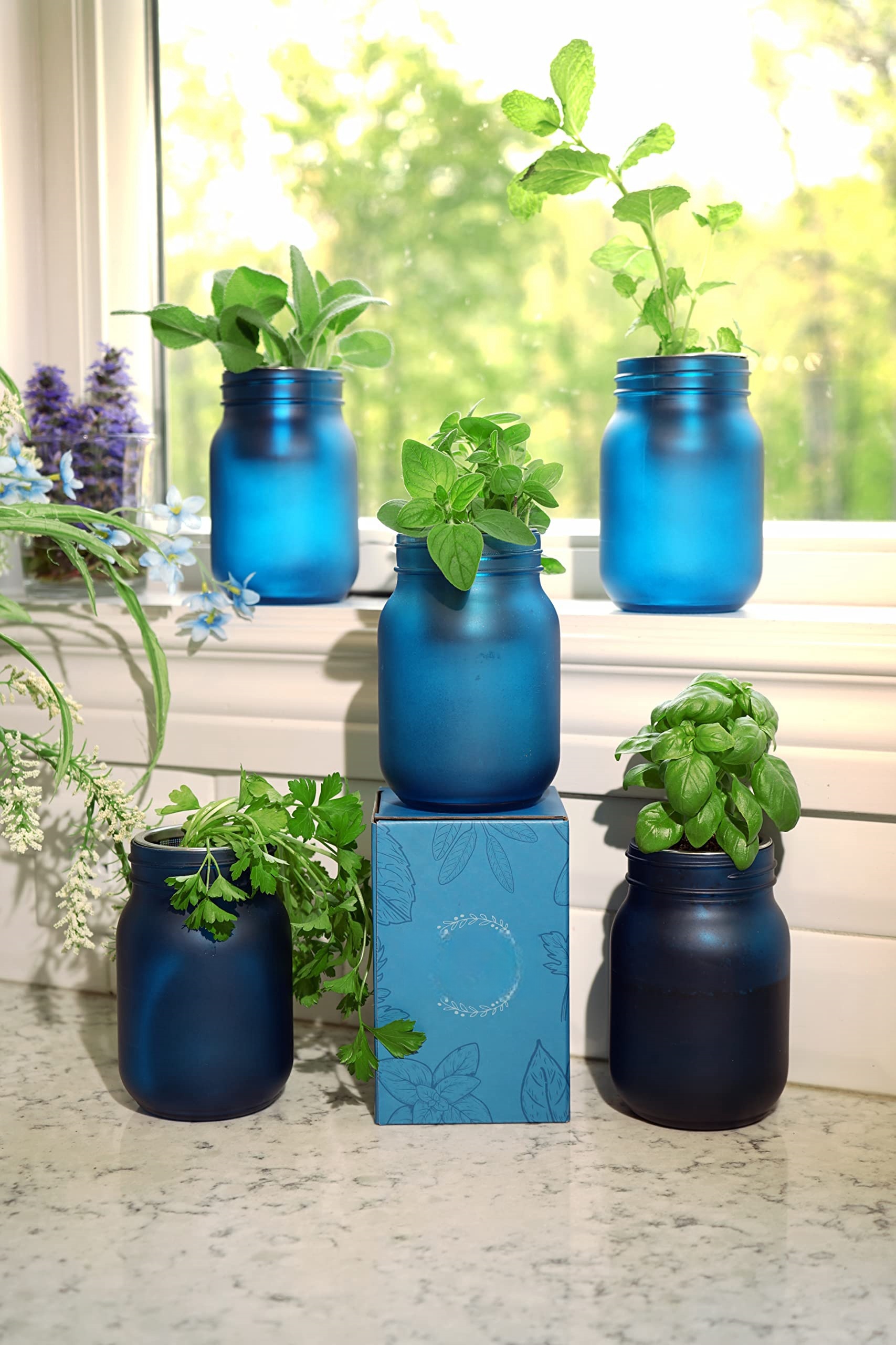 Indoor Greenhouse Plant Hydroponic Mason Jar Herb Growing Kits (2)