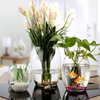 Glass hydroponic plant pot